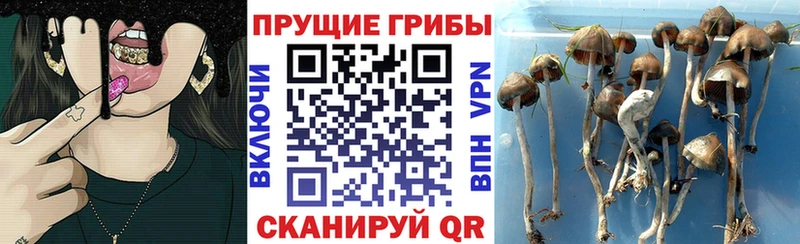 Купить  Горняк  Псилоцибиновые грибы GOLDEN TEACHER 